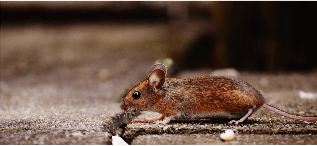 a rat