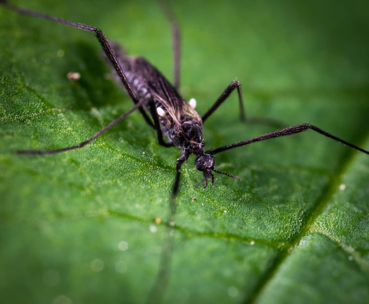 mosquito