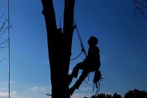 tree removal