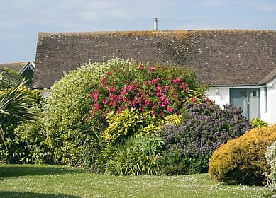 bushes