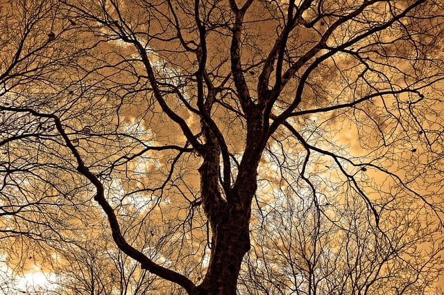 tree