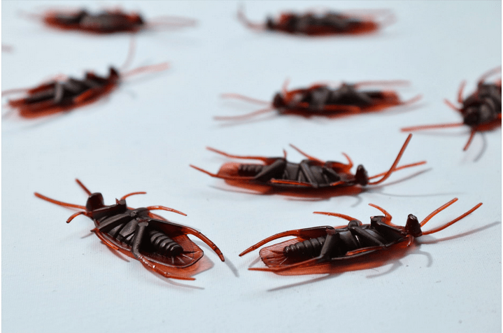 cockroaches killed in a pest control activity
