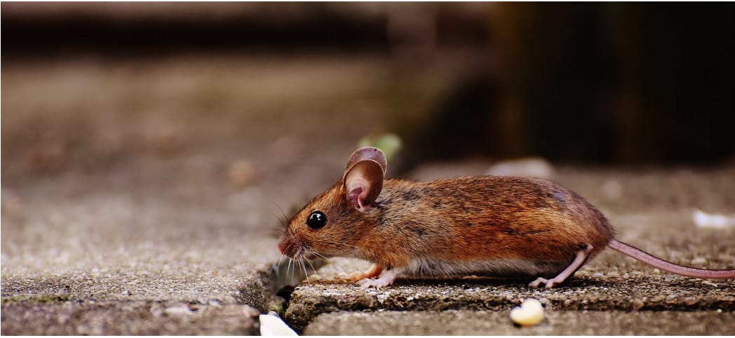 Pest Control Services in Shah Alam – Everything You Need to Know